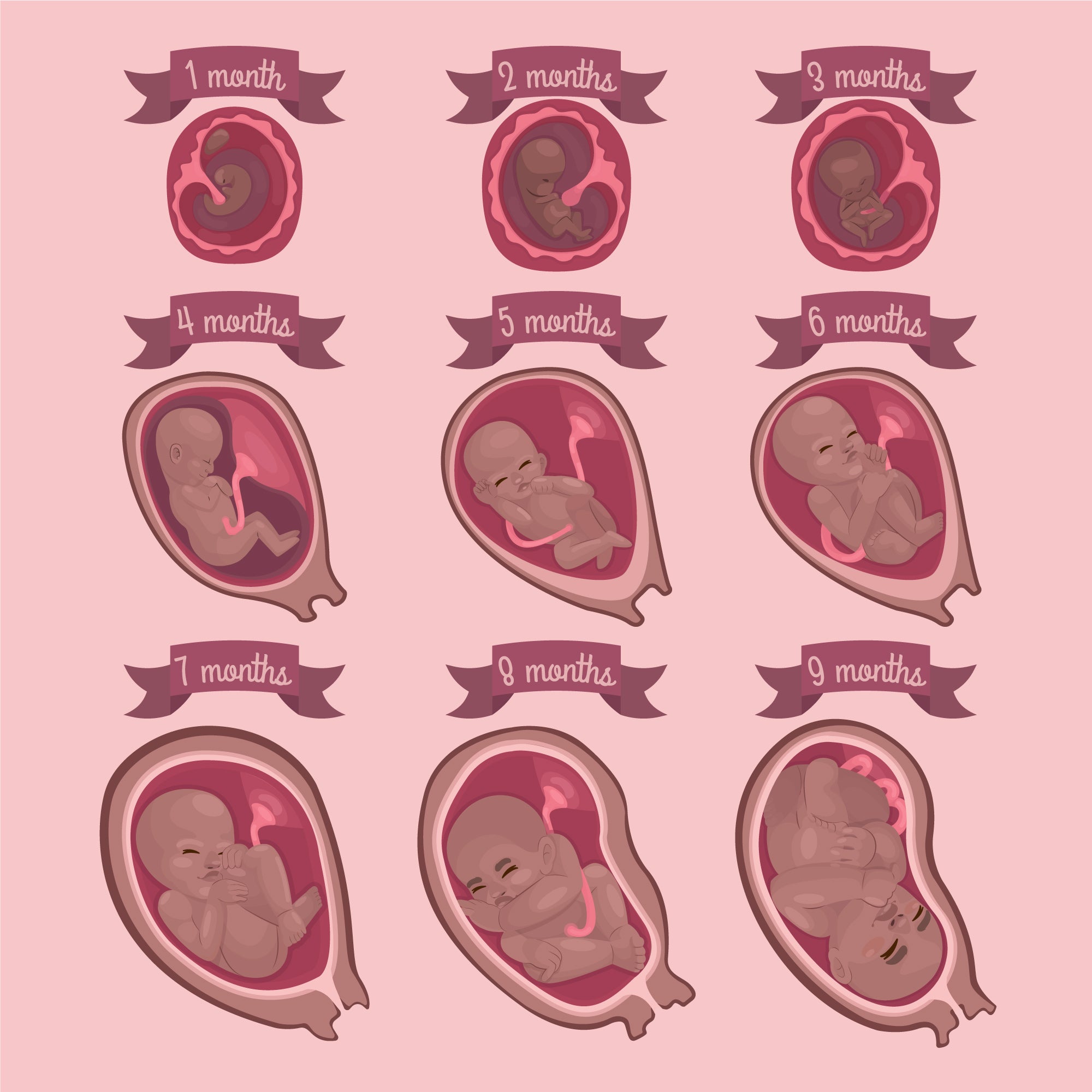 What Happens to the Placenta During Pregnancy and Birth